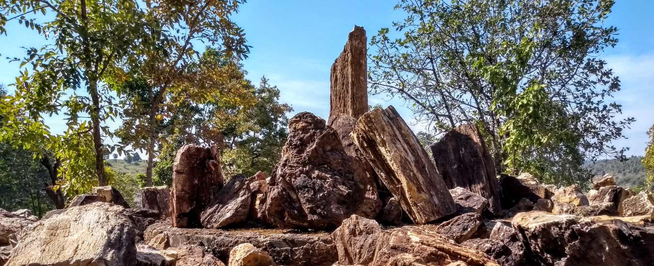 Visit to 180-million-year-old Akal Wood Fossil Park
